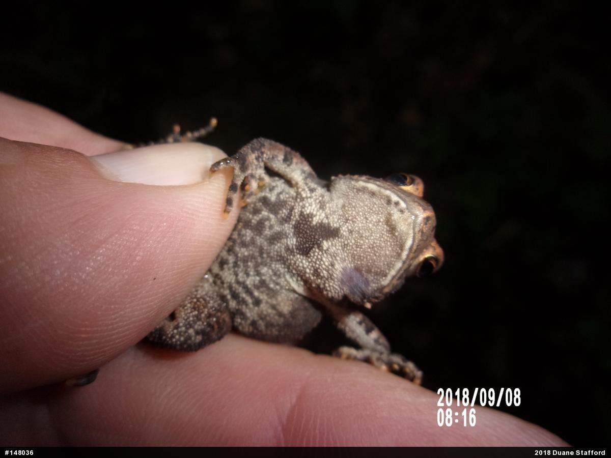 Eastern American Toad