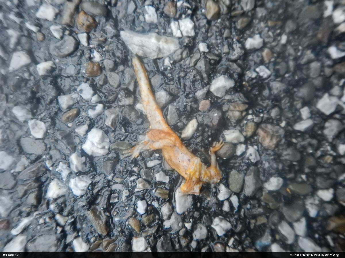 Red-spotted Newt