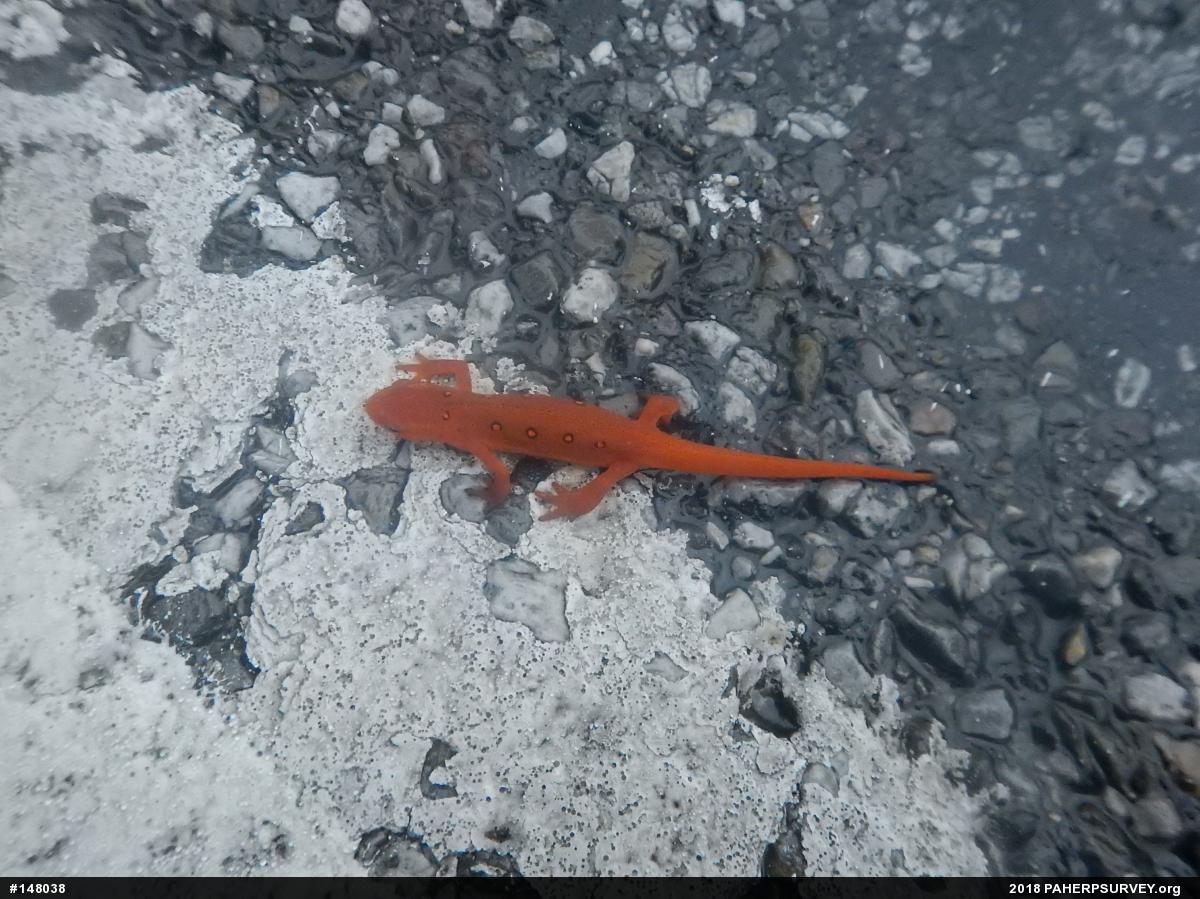 Red-spotted Newt