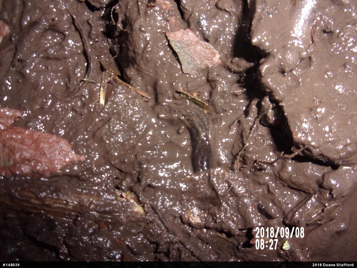 Allegheny Mountain Dusky Salamander