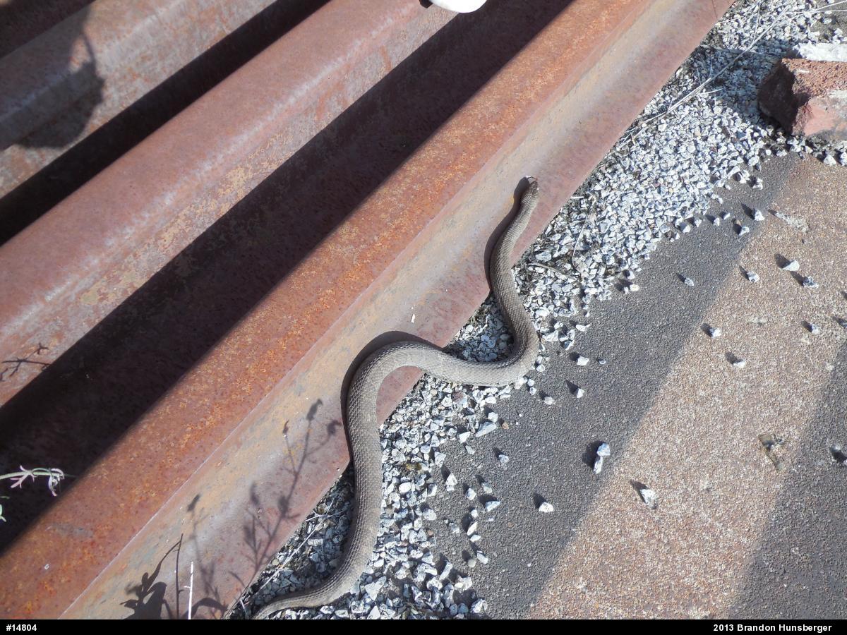 Northern Watersnake