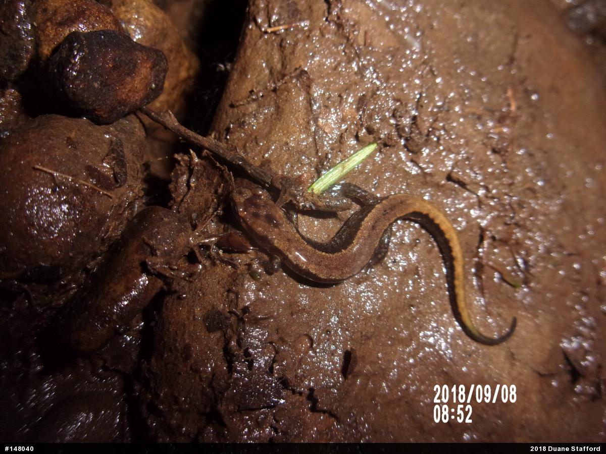 Allegheny Mountain Dusky Salamander