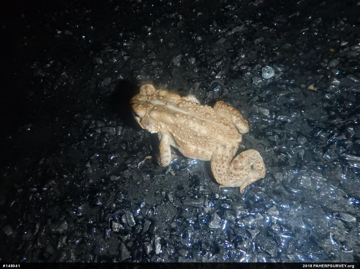 Eastern American Toad