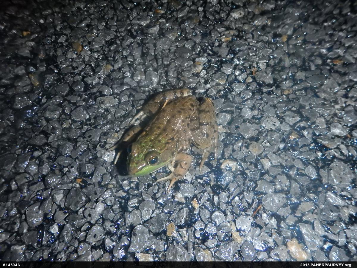 Green Frog