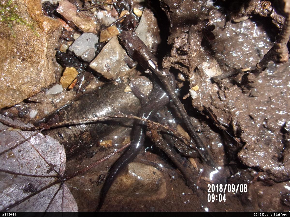 Allegheny Mountain Dusky Salamander