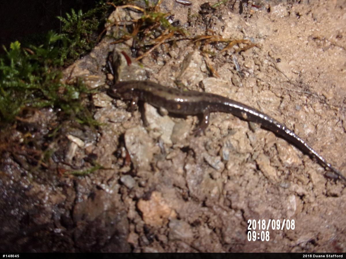 Allegheny Mountain Dusky Salamander