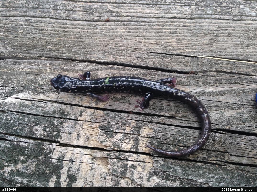 Northern Slimy Salamander