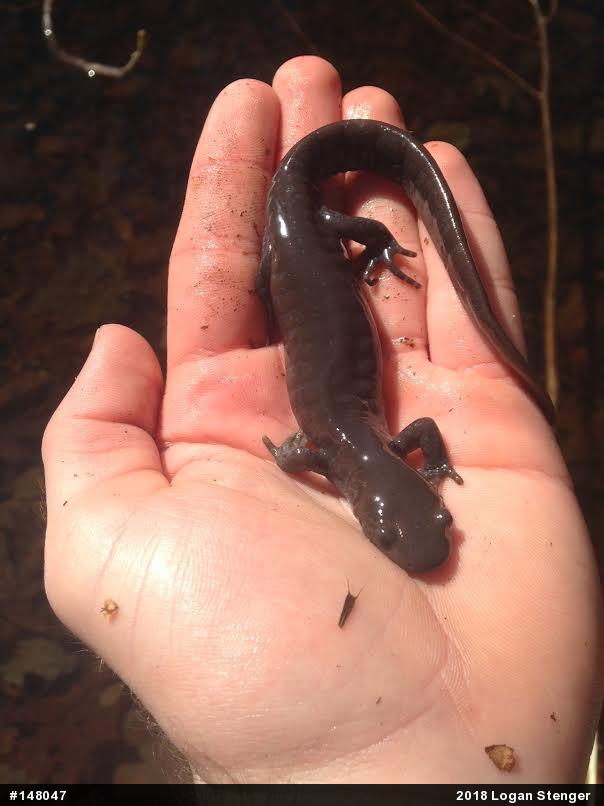 Jefferson Salamander