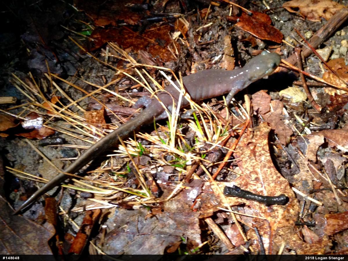 Jefferson Salamander