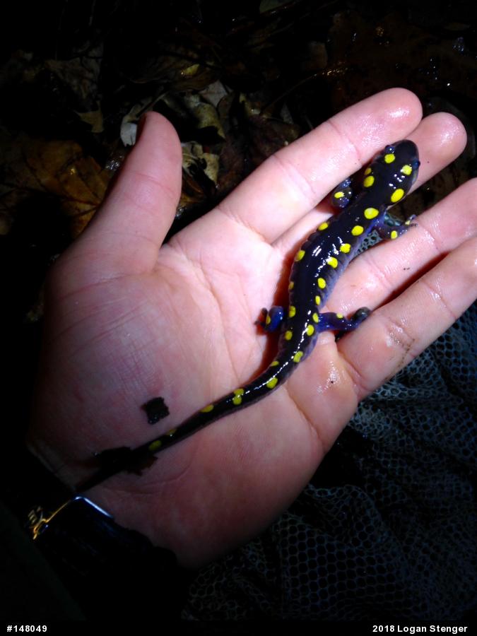 Spotted Salamander