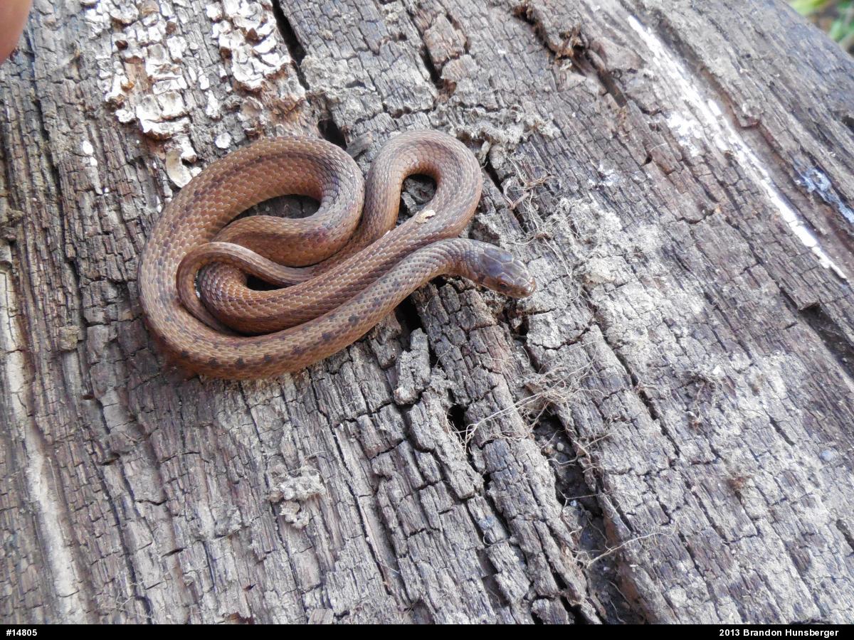 Dekay's Brownsnake