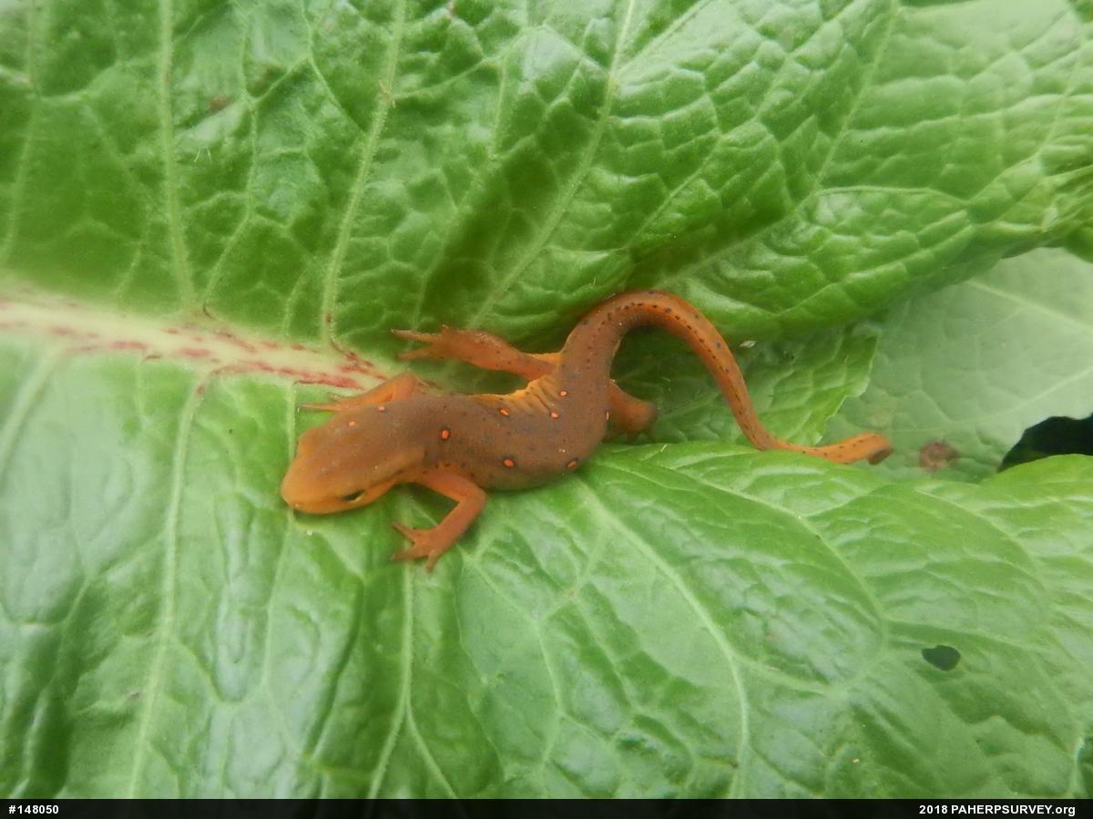 Red-spotted Newt
