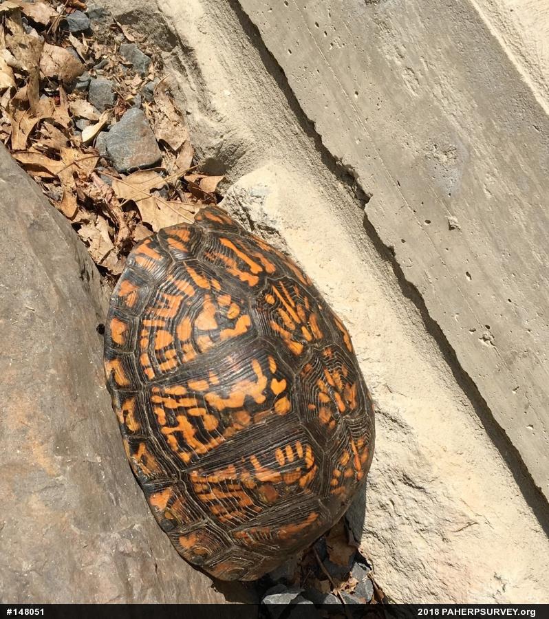 Eastern Box Turtle