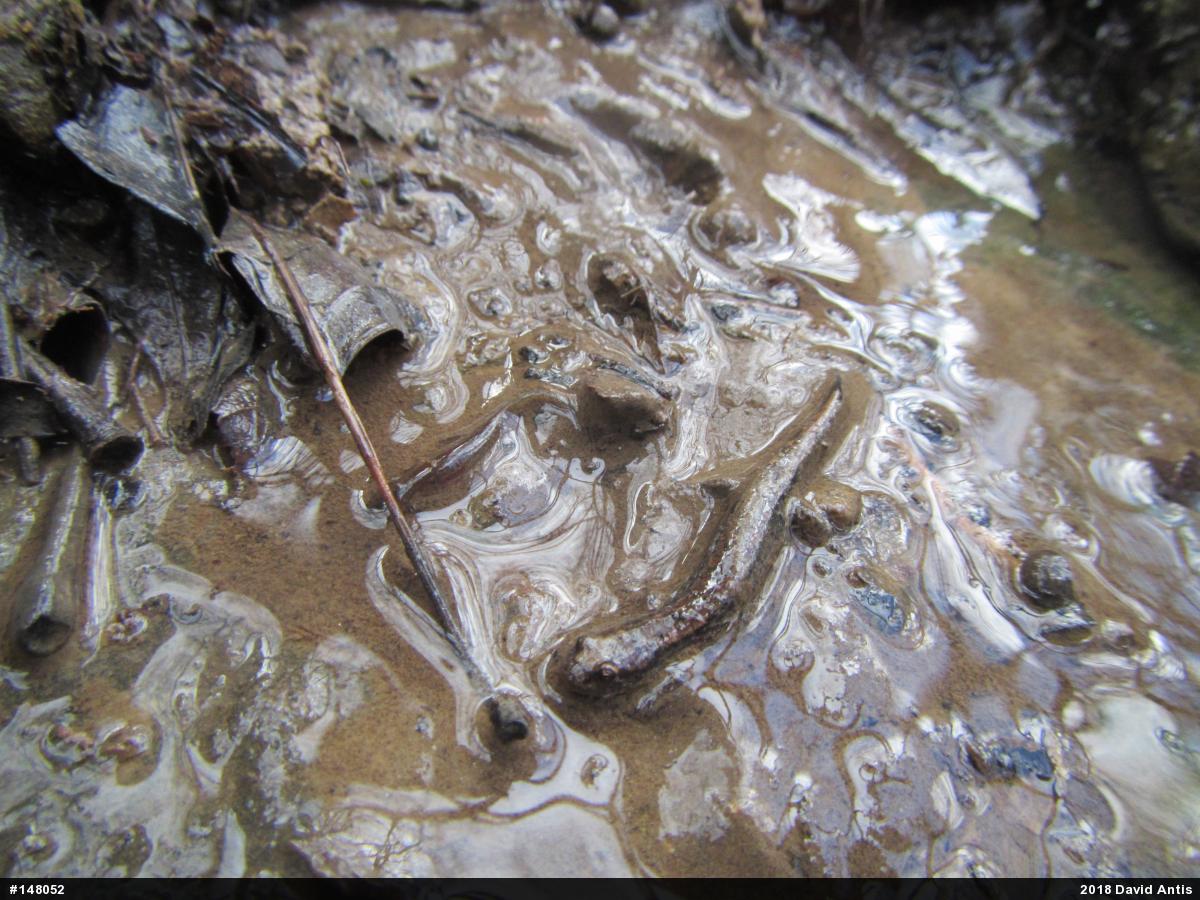 Dusky Salamanders