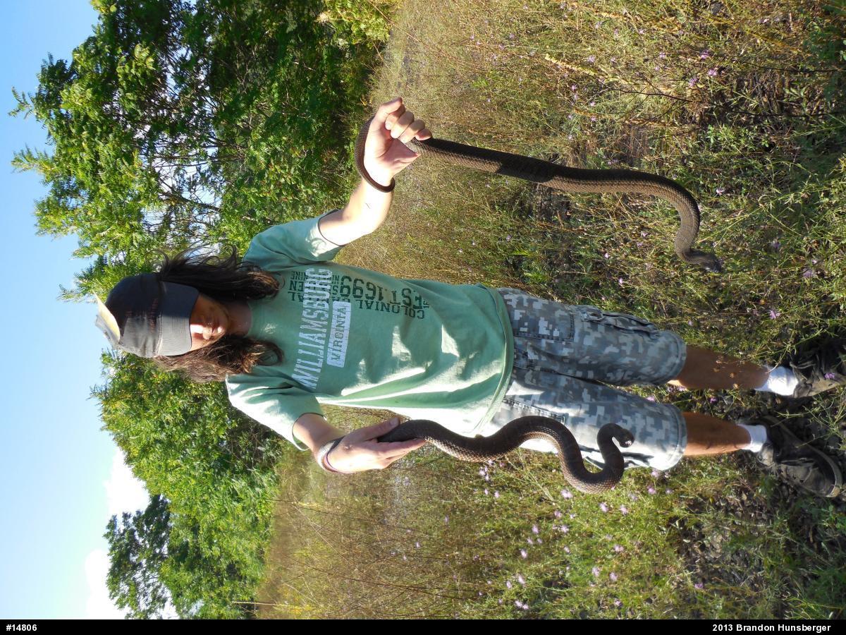 Northern Watersnake