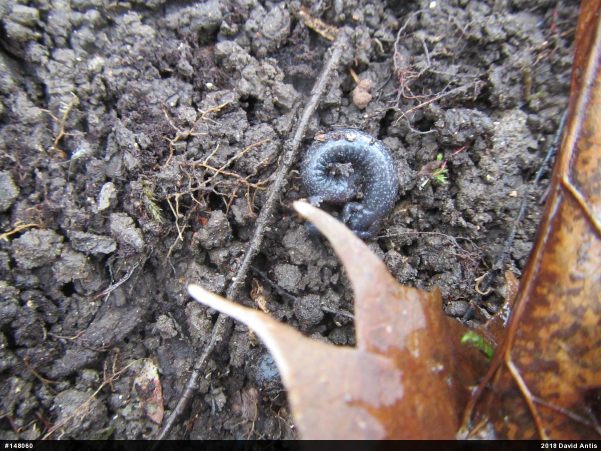 Northern Ravine Salamander