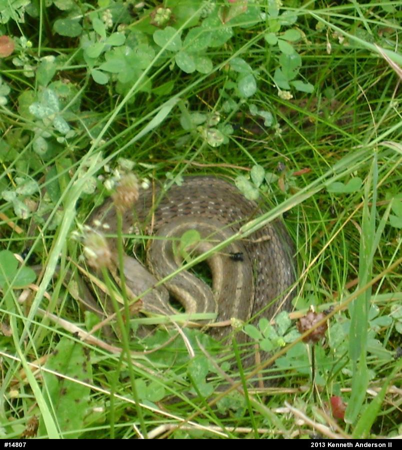 Eastern Gartersnake