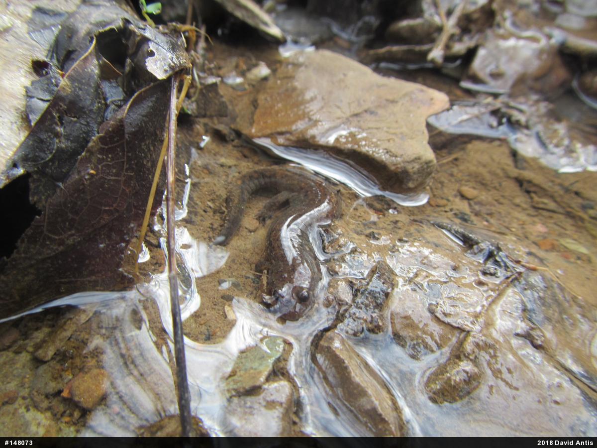 Northern Dusky Salamander