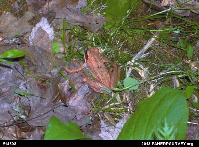 Wood Frog