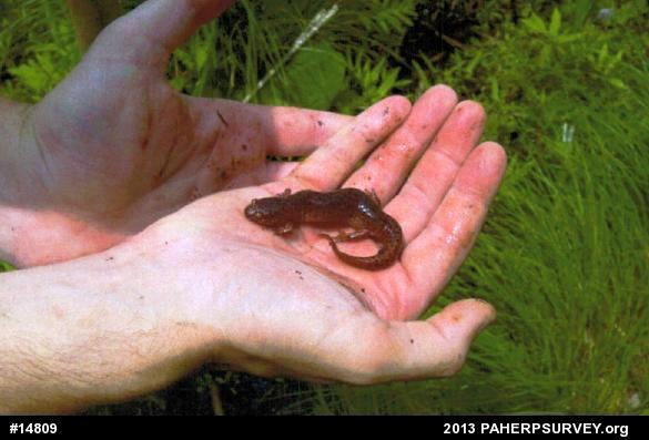 Northern Red Salamander