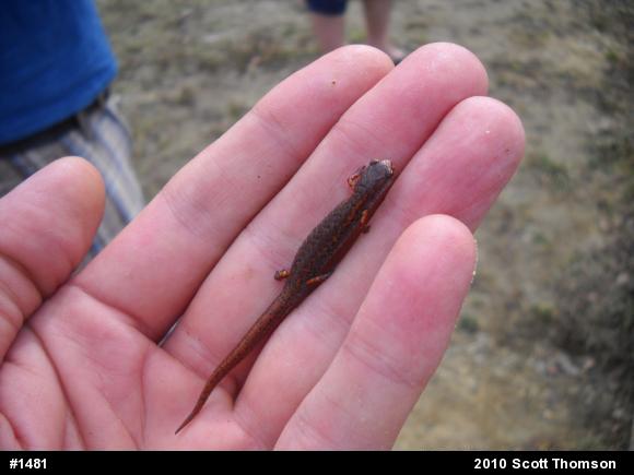 Four-toed Salamander