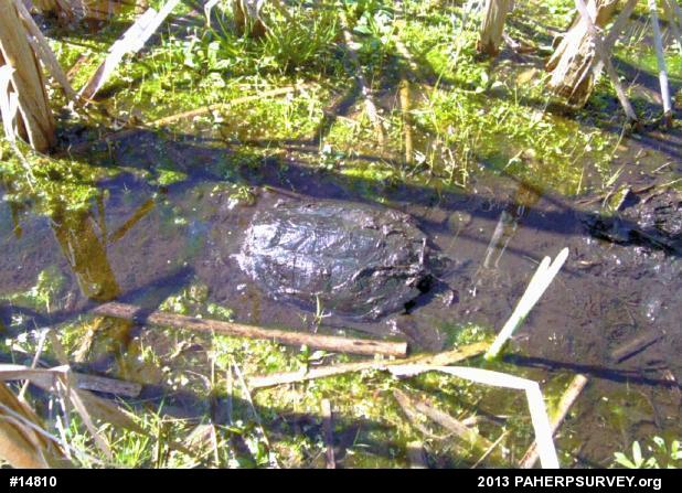 Snapping Turtle