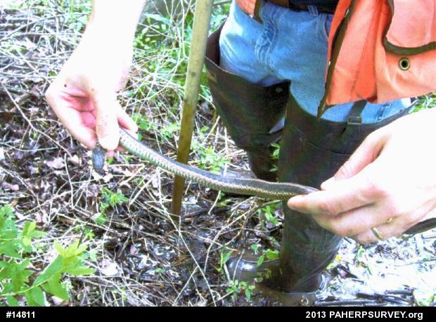 Eastern Gartersnake