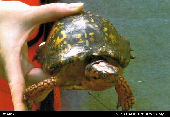 Eastern Box Turtle