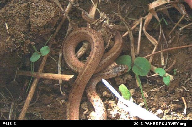 Dekay's Brownsnake
