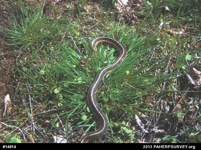 Eastern Gartersnake