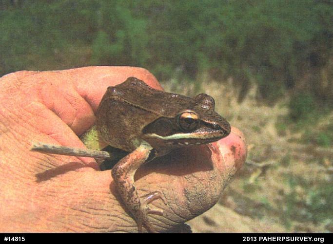 Wood Frog