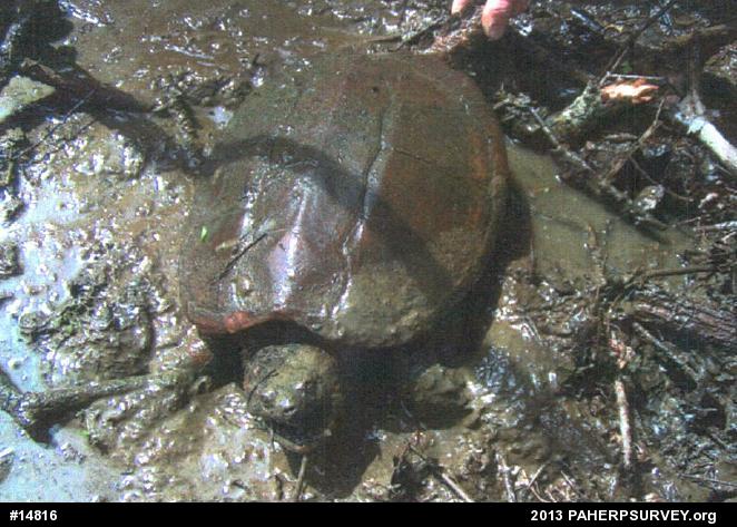 Snapping Turtle