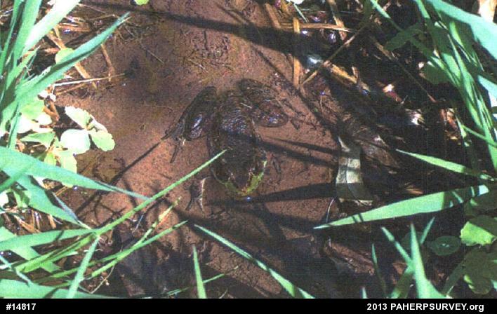 Green Frog