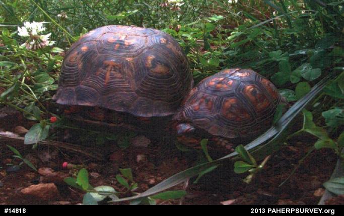 Eastern Box Turtle
