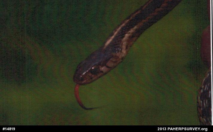 Eastern Gartersnake