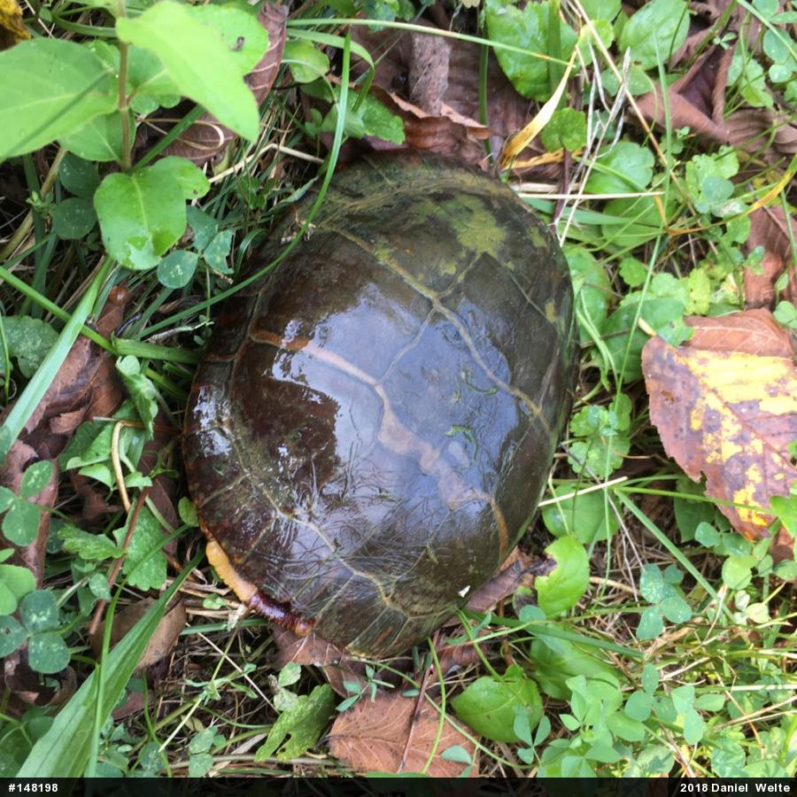 Painted Turtle