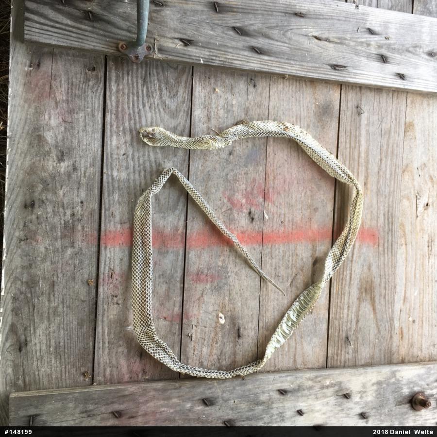 Eastern Ratsnake