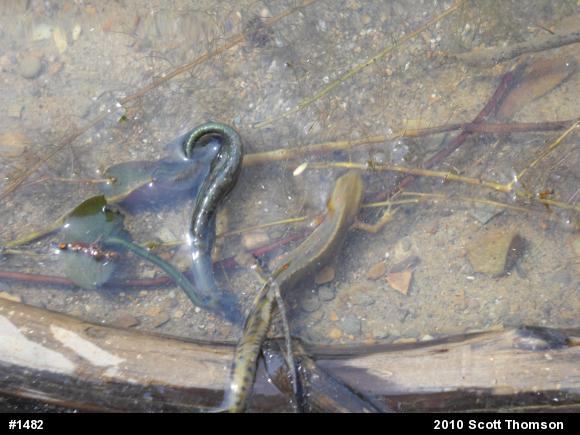 Red-spotted Newt