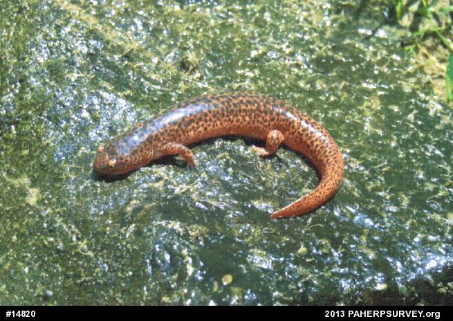 Northern Red Salamander