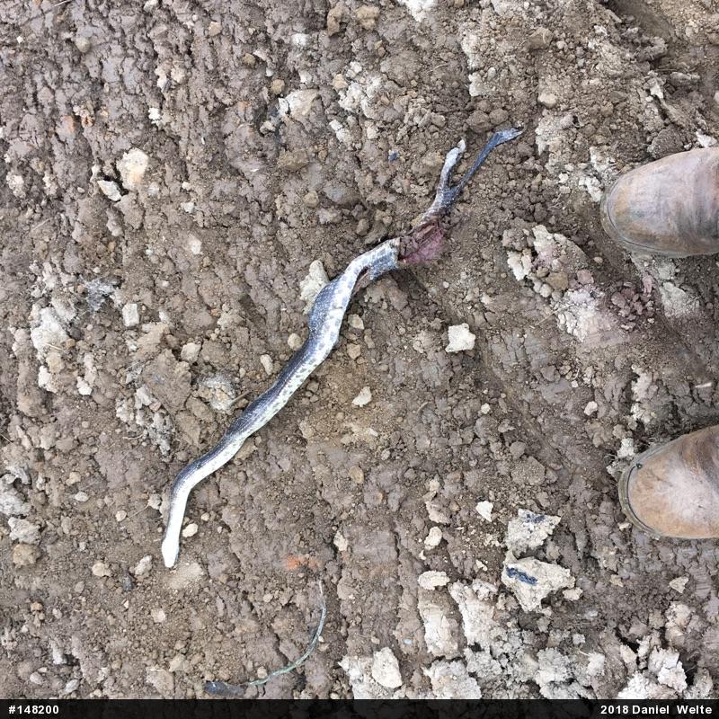 Eastern Ratsnake