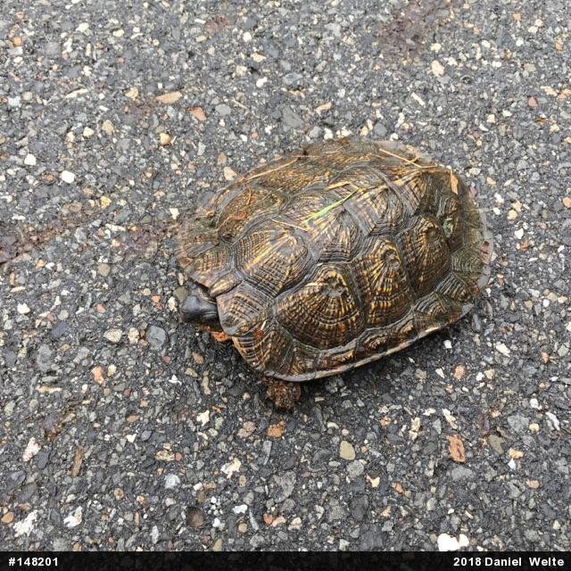 Wood Turtle