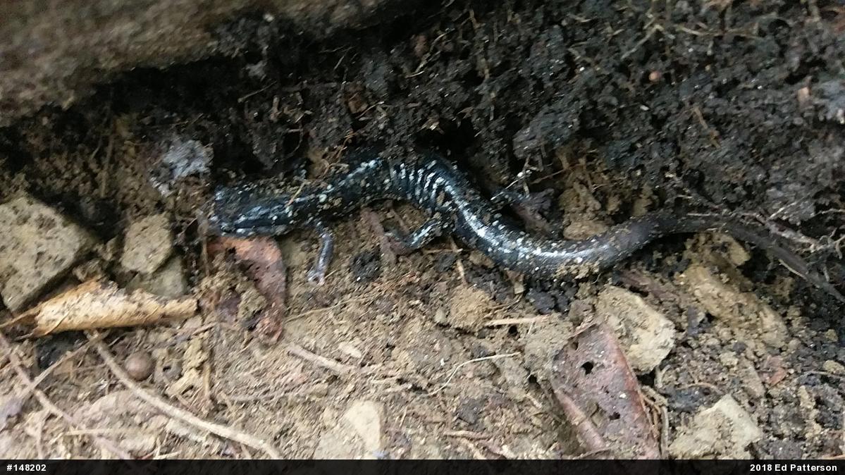 Northern Slimy Salamander