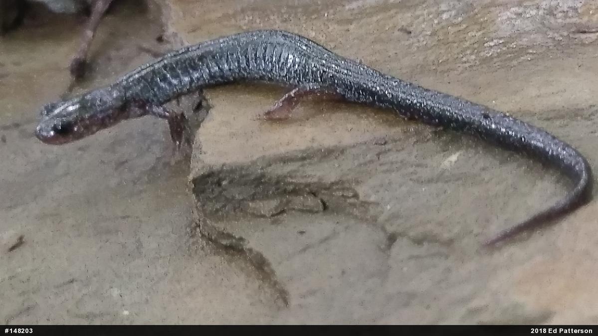 Valley And Ridge Salamander