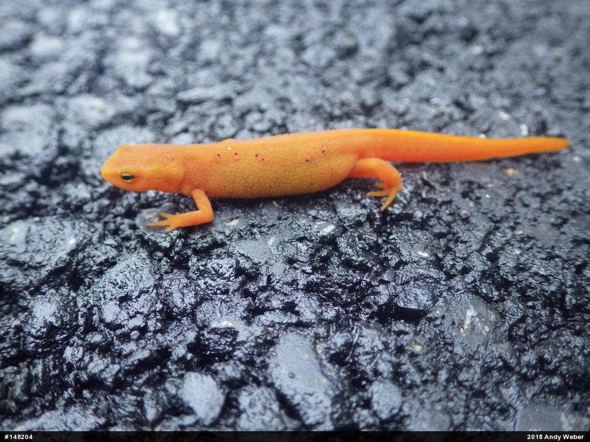 Red-spotted Newt