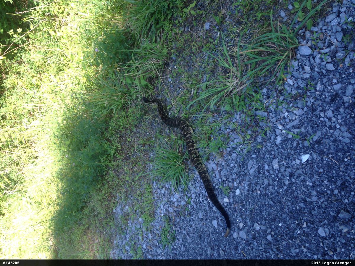 Timber Rattlesnake