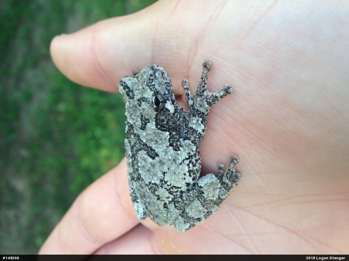 Unknown Gray Treefrog