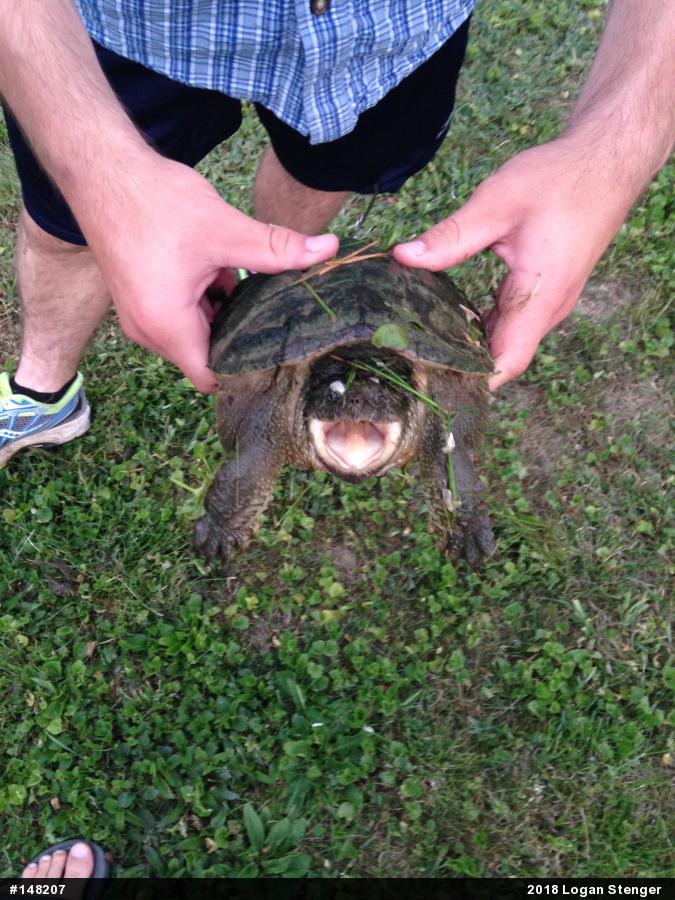Snapping Turtle