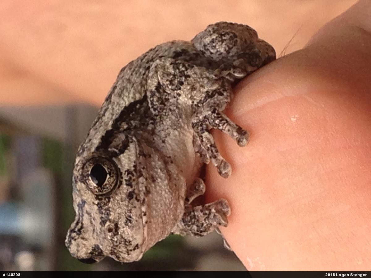 Unknown Gray Treefrog