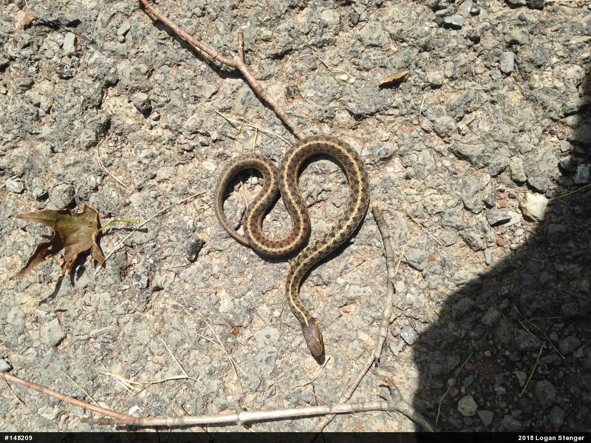 Eastern Gartersnake
