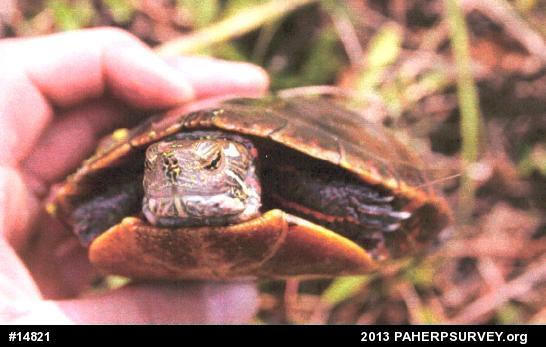 Eastern Painted Turtle